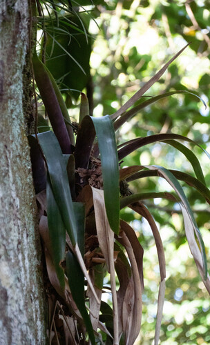 Vriesea saundersii
