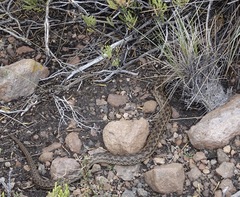 Tachymenis peruviana