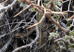 Tachymenis peruviana