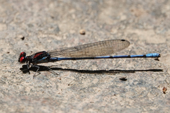 Argia cupraurea