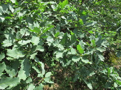 Quercus mannifera