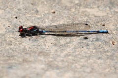 Argia cupraurea
