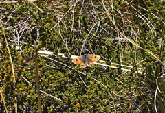 Argyrophenga janitae