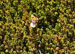 Argyrophenga janitae