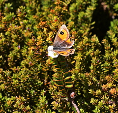 Argyrophenga janitae