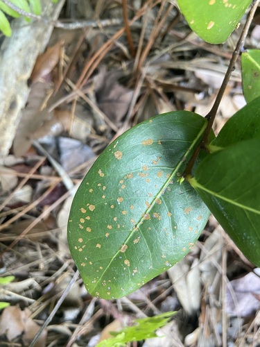 Cephaleuros virescens observed 2026-04-27