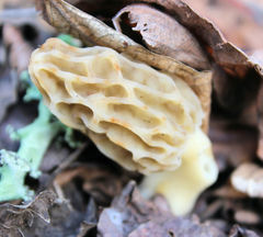 Morchella sceptriformis