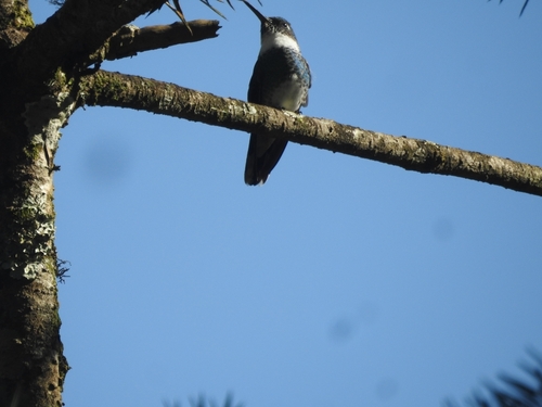White-throated Hummingbird
