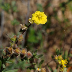 Helianthemum stipulatum