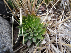 Draba jorullensis