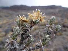 Gnaphaliothamnus lavandulifolius