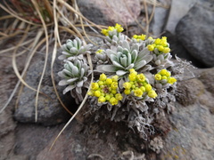 Draba nivicola