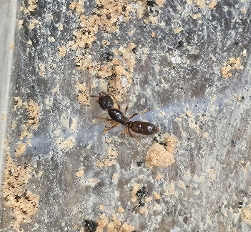 Granulate Crypt Ant