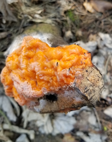 deer vomit