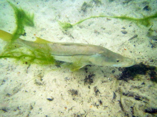 Common Snook
