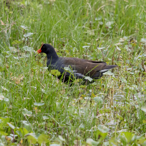Common Gallinule