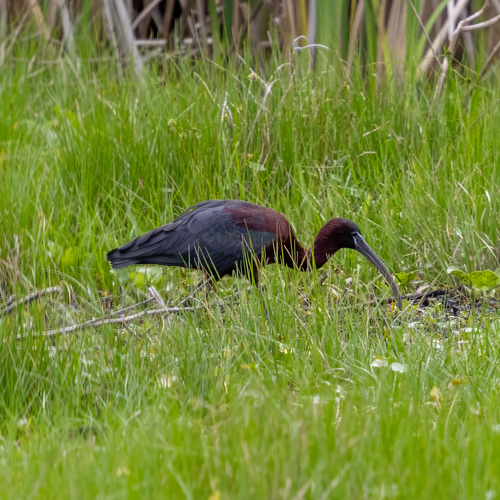 Glossy Ibis