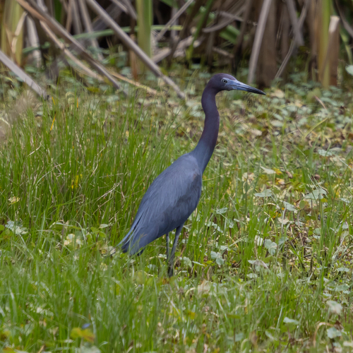 Little Blue Heron