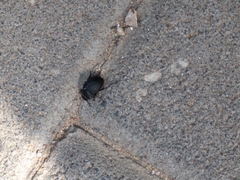 Tenebrionidae