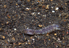 Carinosquilla