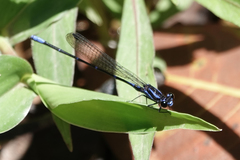 Argia oculata