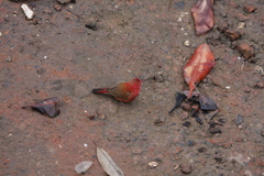 Lagonosticta senegala