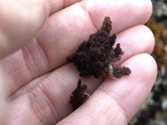 Callithamnion pikeanum