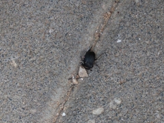 Tenebrionidae