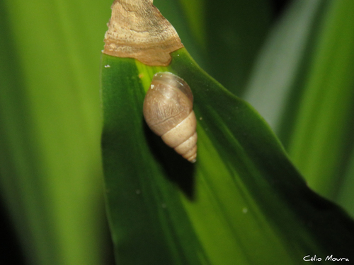 Bulimulus tenuissimus