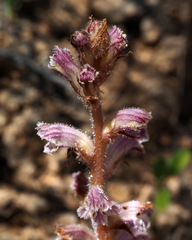 Orobanche