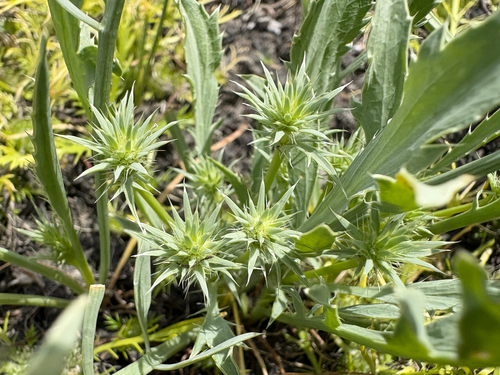 Eryngium aristulatum, photograph 6