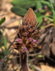 Orobanche