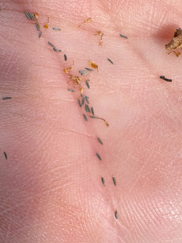 Lasthenia glabrata