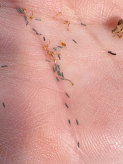 Lasthenia glabrata