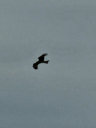 Black Kite
