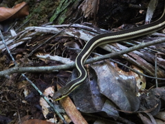 Dromicodryas bernieri