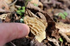 Morchella sceptriformis