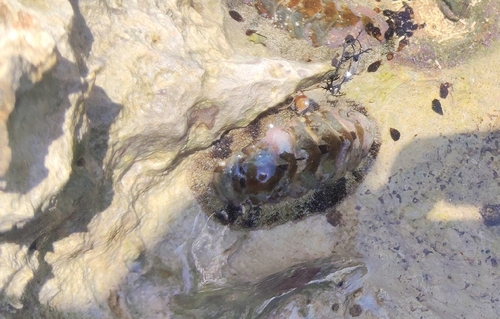 Acanthopleura granulata