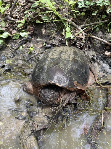 Common Snapping Turtle