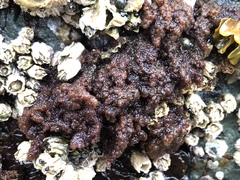 Callithamnion pikeanum