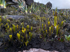 Brocchinia reducta, photograph (c) topeuna, some rights reserved (CC BY)