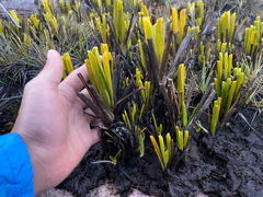 Brocchinia reducta, photograph (c) topeuna, some rights reserved (CC BY)