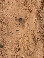Gomphurus