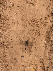 Gomphurus