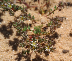 Polycarpon succulentum