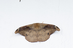 Oreta griseotincta