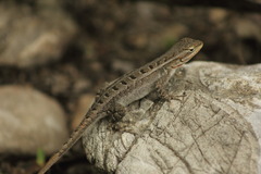 Sceloporus variabilis marmoratus