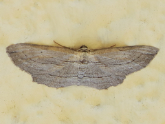 Pterotaea