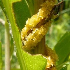 Cuscuta glomerata