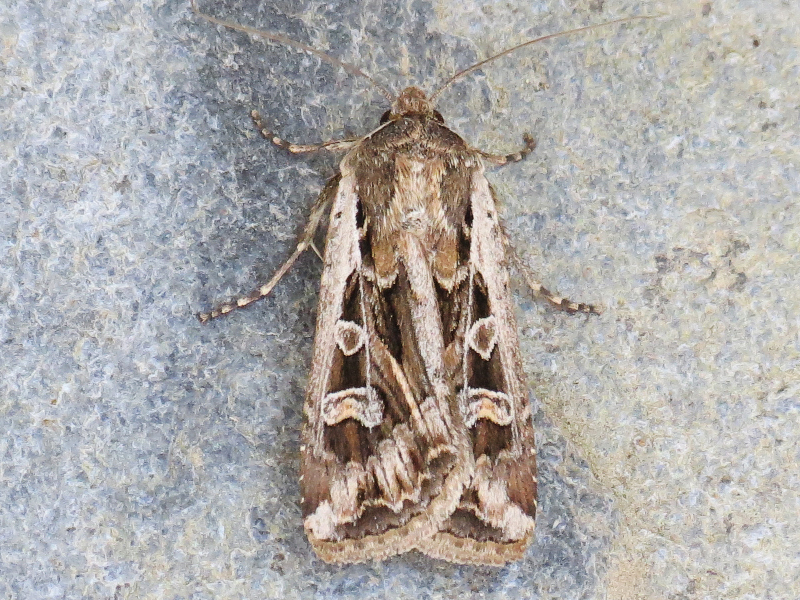 Army Cutworm Moth